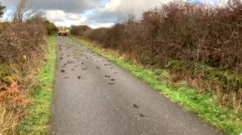 2百羽以上のムクドリが路上で謎の大量死。あれから2か月、その死因を解明か？（イギリス）
