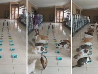 まるで猫版学級給食のよう。バリ島の保護施設で2列に並んで一斉にご飯を食べる猫たち