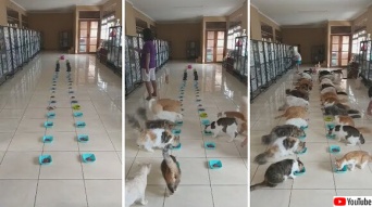 まるで猫版学級給食のよう。バリ島の保護施設で2列に並んで一斉にご飯を食べる猫たち
