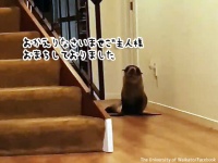 「おかえりなさいご主人様」オットセイが民家に侵入、家族の帰りをお出迎え