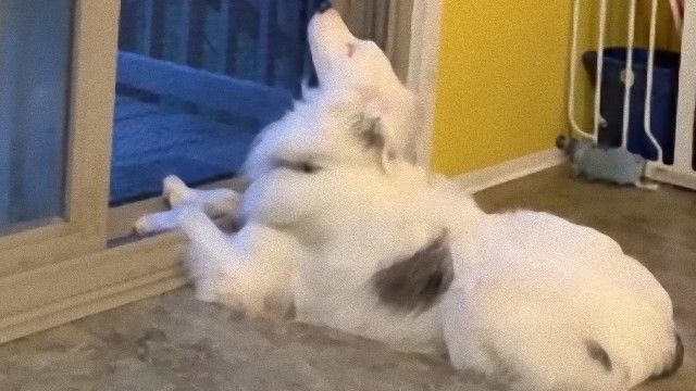 目と耳が不自由な犬の為に裏庭へのドアを開けてみた。犬は隣家のバーベキューのにおいを楽しんでいた、その姿に関する海外の反応