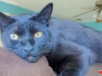 「猫は無理！」だった犬派の夫婦、一時的に預かるだけのつもりだった黒猫にメロメロになる