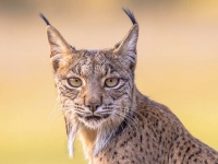 うれしいニュース。スペインオオヤマネコが絶滅の危機から復活