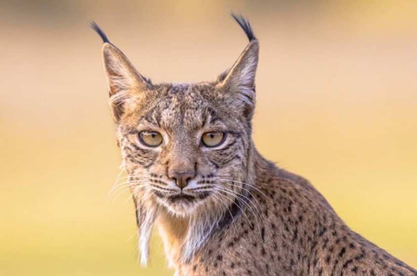 うれしいニュース。スペインオオヤマネコが絶滅の危機から復活