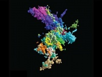 思ってたのとちょっと違う。3D組織の撮影で明らかになった染色体の姿（米研究）