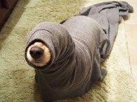犬の天然っぷりがあまりにもかわいすぎた。おちゃめな犬の失敗シリーズ