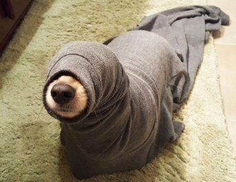 犬の天然っぷりがあまりにもかわいすぎた。おちゃめな犬の失敗シリーズ