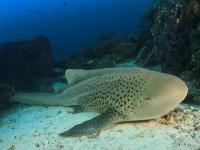 水族館のトラフザメが父親のいない卵を産む。水槽にはオスがいるにもかかわらず