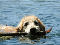 動物たちの安否は。画像はイメージです（sonstroemさん撮影、flickerより）