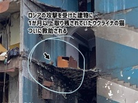 攻撃を受けた建物に1か月取り残されていたウクライナの猫、ついに救出