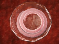 人間で言うなら400歳。線虫の寿命を5倍延ばすことに成功（米・中共同研究）