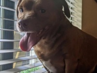 「頭はピットブル、胴体がウィンナー、足は恐竜」不思議犬が発見され、海外掲示板で話題を呼んでいた