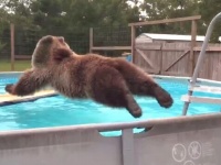 グリズリーの華麗なるジャンプを見よ！楽しそうにプールに飛び込むクマーを発見