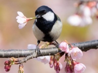 これは惚れる...　桜の花でポーズをキメるちょっぴりキザなシジュウカラがカッコよすぎ