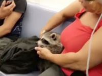地下鉄に乗るアライグマの動画が物議を醸す・・・