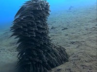 意思を持った巨大生命体みたい！群れで様々なフォーメーションを作る魚