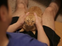 夜な夜な聞こえるのは猫の鳴き声...？（画像はイメージ）