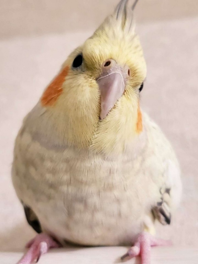 オカメインコのまるちゃん（画像はちっちょぽさんのツイートより）