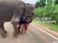 いかせたくないゾウ！大好きな人がスクーターに乗って行ってしまうのを断固阻止する象