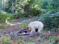 シロクマじゃないけど白いクマがアメリカで発見される