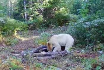 シロクマじゃないけど白いクマがアメリカで発見される