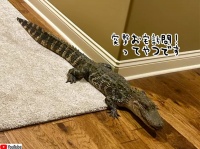 犬用ドアからワニが家の中に侵入。引っ越し早々招かれざる客が！