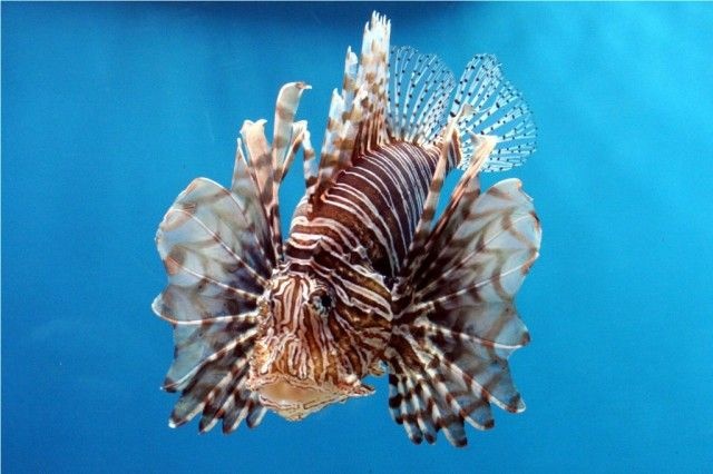 Lion-Fish_e