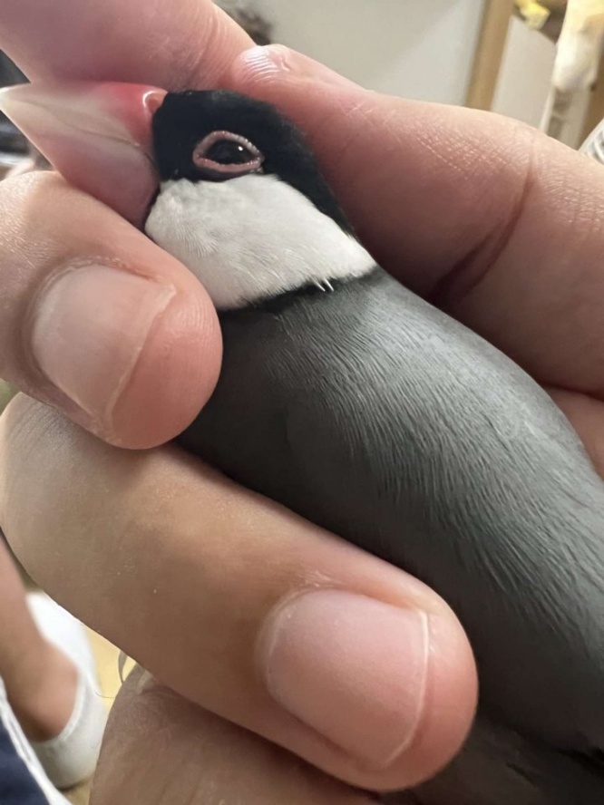 握られてうっとりするさのすけちゃん