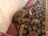 愛犬の階段の下り方が個性的！嬉しそうに滑り降りていくピットブル