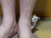 〝小物感〟エグすぎるハムちゃんに19万人が夢中　「やっちゃってください、アニキ」→「ちょ、どこ行くんですかアニキィ！」
