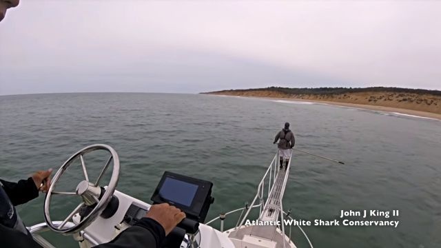 whitesharkbreach1