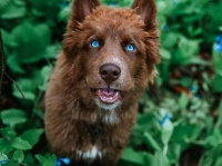 犬種は何ですか？って良く聞かれるけど、茶色のシベリアンハスキーです
