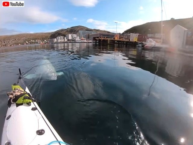 cheekybeluga1_640_640