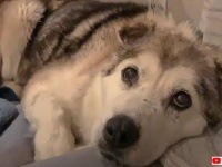 保護犬・保護猫の移送に取り組む男性「もう二度と寂しい思いはさせないよ！」と、吹雪の中捨てられた犬ハスキーを引き取った