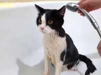 早く終わらせてくれないかニャ…。保護猫プーシクくん、お風呂タイムに少しだけ文句を言う