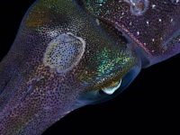イカの皮膚に着想を得た「液体窓」で建物の光熱費を大幅に削減