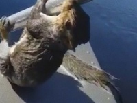 森の湖畔で救出劇。湖に落ちたリスを救え！