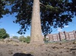 これが小動物視点か…　リスがGoProを盗んでそのまま動画を撮影！