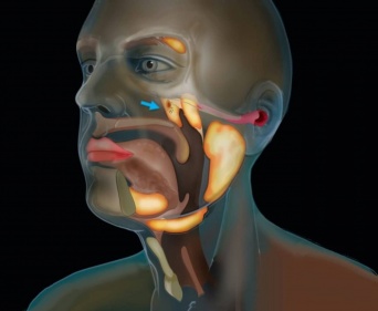 人間の喉の奥に「未知の臓器」を偶然発見。それは第4の唾液腺だった（オランダ研究）