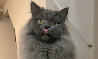 おんなじ顔してる！　カップヌードルを食べようとしたら、愛猫が「蓋」と奇跡のシンクロ