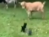 初めてのお外、初めてのヤギ。ヤギを追い回す子猫ズはやっぱり小さくても捕食獣だった