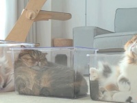 そこに箱があるのなら！7匹の猫ズ、液状化して自らプラケに詰められる