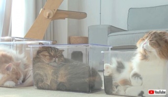 そこに箱があるのなら！7匹の猫ズ、液状化して自らプラケに詰められる