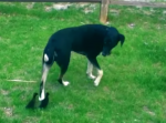 ずっと一緒！二匹のカモの赤ちゃんたちは、犬の事をお母さんと間違える！