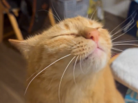 「ん～気持ちいい！」ブラッシングしてほしいところを教えてくれるネコちゃんの動画が話題！