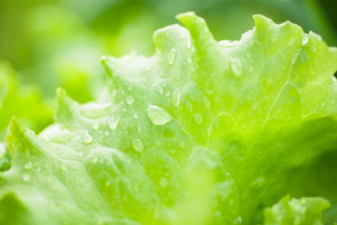 iStock_000057478592_Small