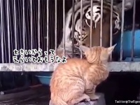 巨大な敵でも立ち向かっていく、猫パンチ最強伝説