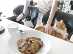 『こんなの理想の朝すぎる…！』フレンチトーストを作る姿を見守るニャンコ達。