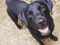 これって運命の出会い？男性がマッチングアプリで知り合った女性は、男性の飼っている犬の元飼い主だった