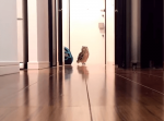 呼ぶとハキハキとした返事をしてこちらへやって来るフクロウが可愛いすぎる